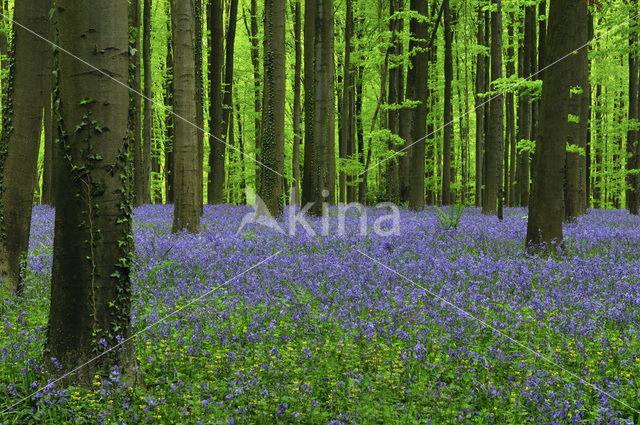 Bluebell (Scilla non-scripta)