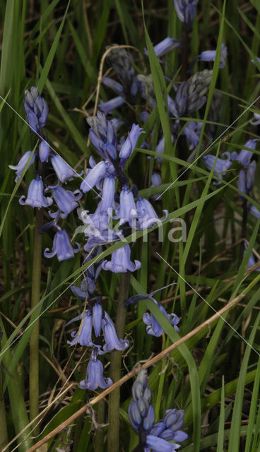 Bluebell (Scilla non-scripta)