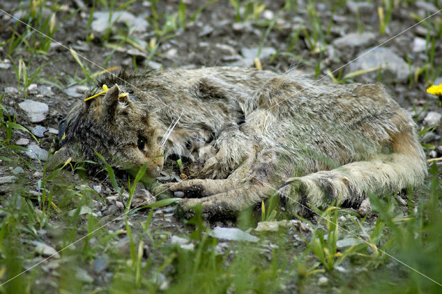 Wilde kat (Felis silvestris)