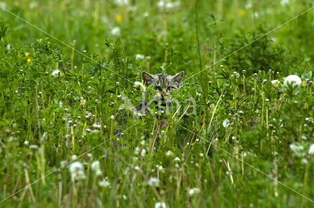 Wilde kat (Felis silvestris)