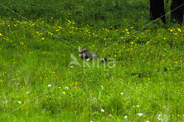 Wilde kat (Felis silvestris)