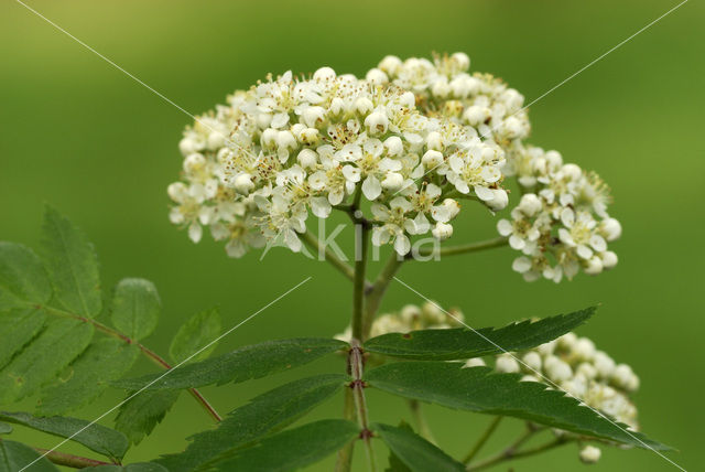 Wilde lijsterbes (Sorbus aucuparia)