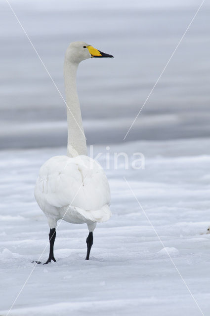 Whooper Swan (Cygnus cygnus)