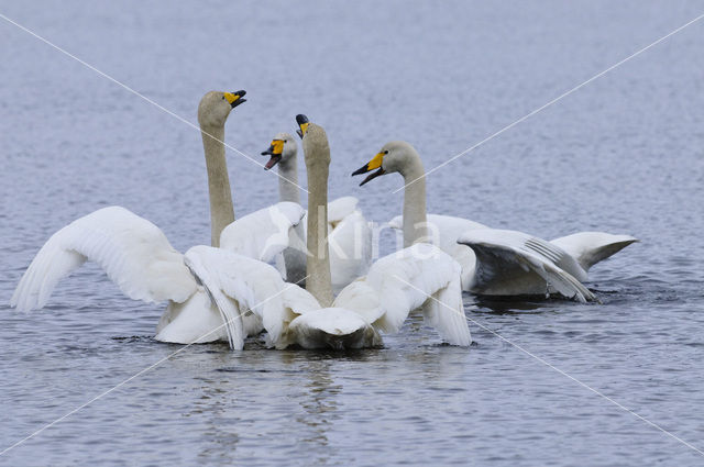 Whooper Swan (Cygnus cygnus)