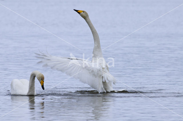 Whooper Swan (Cygnus cygnus)