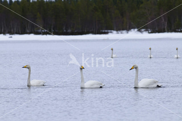 Wilde Zwaan (Cygnus cygnus)