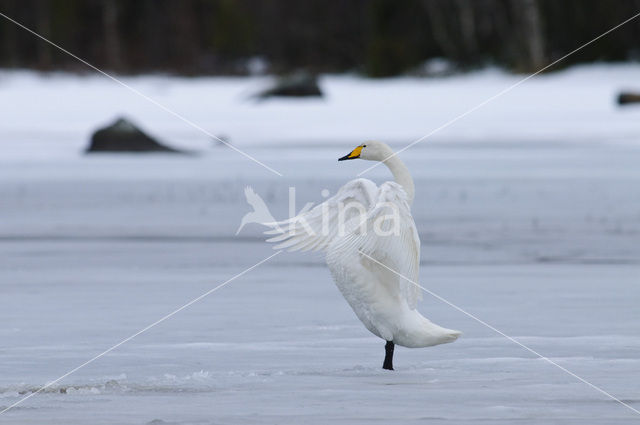 Wilde Zwaan (Cygnus cygnus)