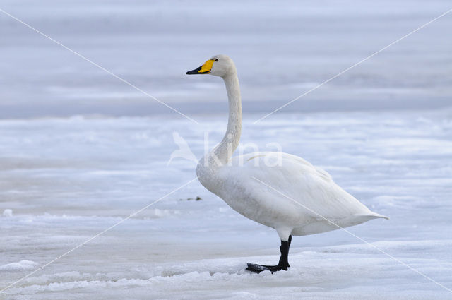 Whooper Swan (Cygnus cygnus)