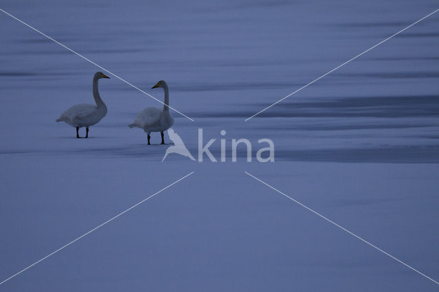 Whooper Swan (Cygnus cygnus)