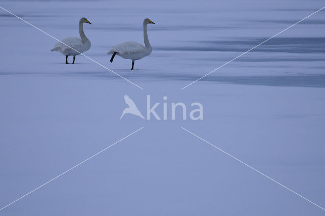 Wilde Zwaan (Cygnus cygnus)