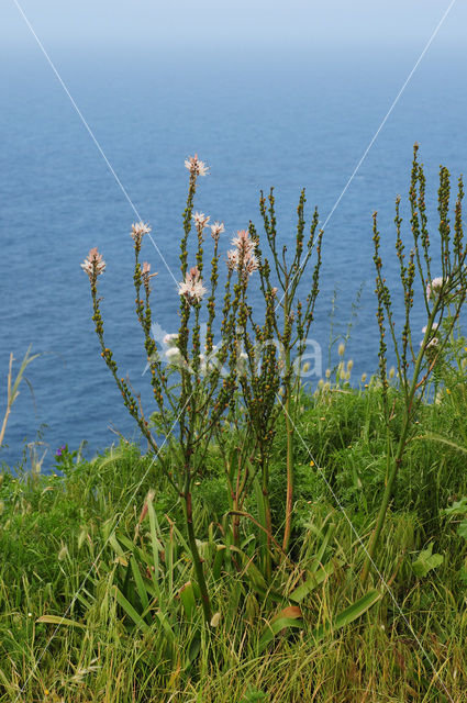 White Asphodil (Asphodelus albus)