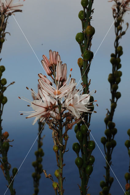 Witte affodil (Asphodelus albus)