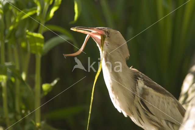 Little Bittern (Ixobrychus minutus)