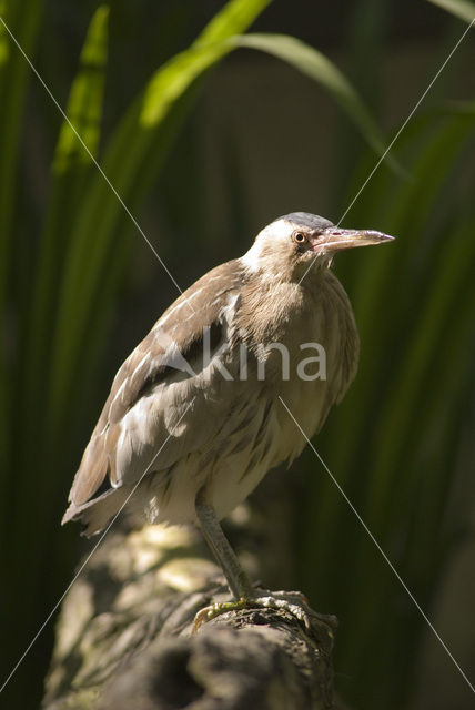 Little Bittern (Ixobrychus minutus)