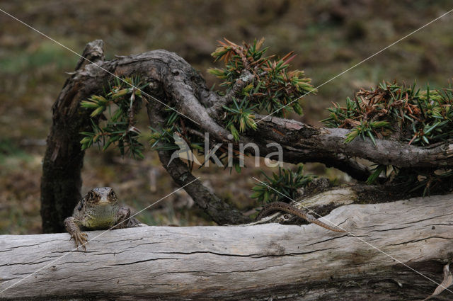 Zandhagedis (Lacerta agilis)