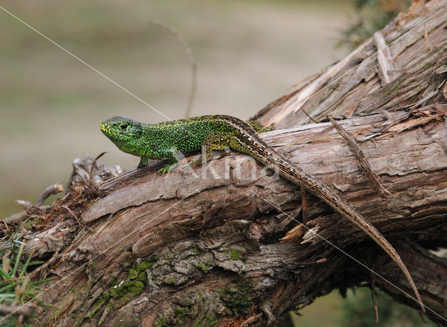 Zandhagedis (Lacerta agilis)