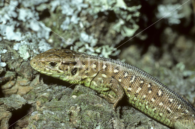 Sand Lizard (Lacerta agilis)