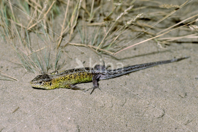 Sand Lizard (Lacerta agilis)