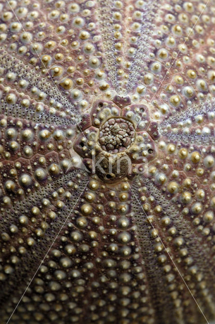 Sea urchin (Arbacia spec)