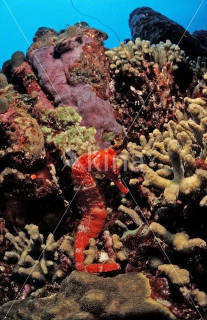 Longsnout seahorse (Hippocampus reidi)