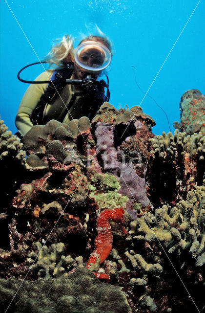 Longsnout seahorse (Hippocampus reidi)