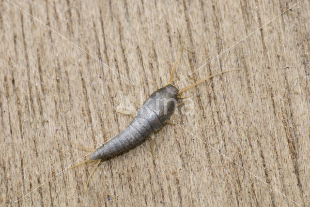 silverfish (Lepisma saccharina)