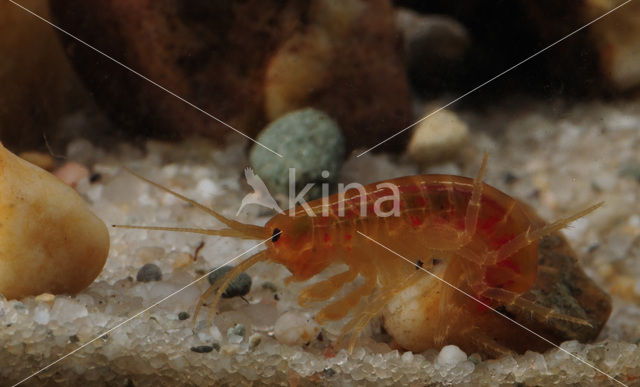 Zoetwatervlokkreeftje (Gammarus pulex)