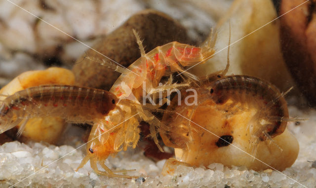 Zoetwatervlokkreeftje (Gammarus pulex)