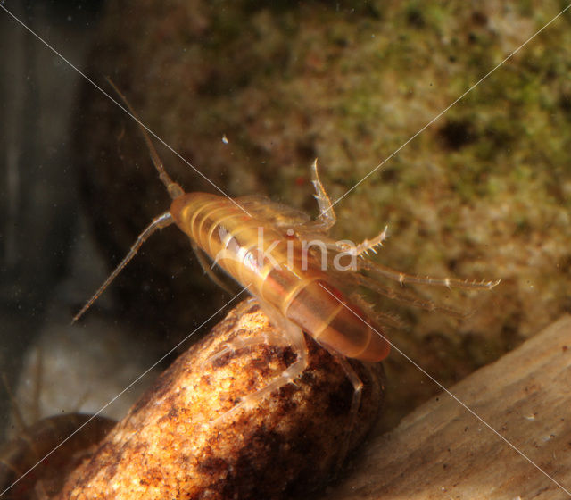 Zoetwatervlokkreeftje (Gammarus pulex)