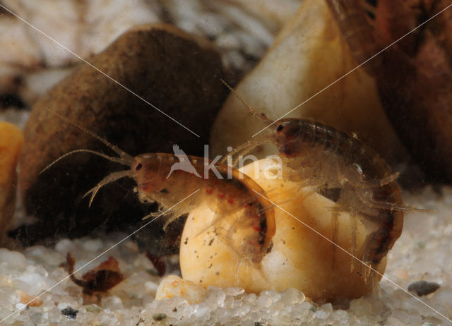 Zoetwatervlokkreeftje (Gammarus pulex)