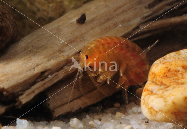 Zoetwatervlokkreeftje (Gammarus pulex)