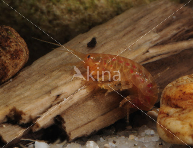 Zoetwatervlokkreeftje (Gammarus pulex)