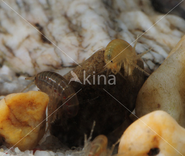 Freshwater Shrimp (Gammarus pulex)