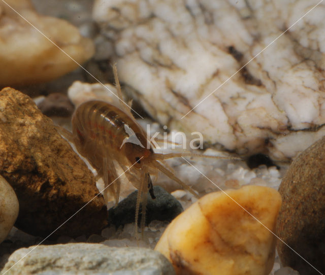 Freshwater Shrimp (Gammarus pulex)