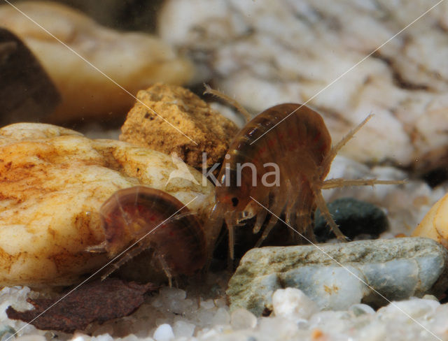 Freshwater Shrimp (Gammarus pulex)