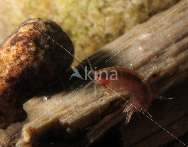 Freshwater Shrimp (Gammarus pulex)