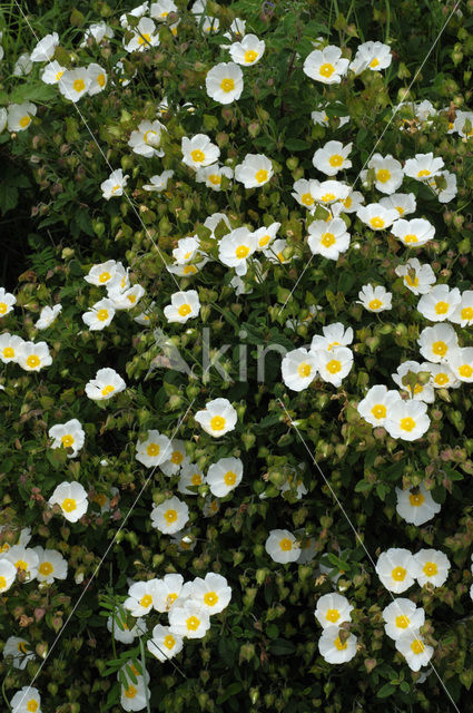 Sage-leaved Rockrose (Cistus salviifolius)