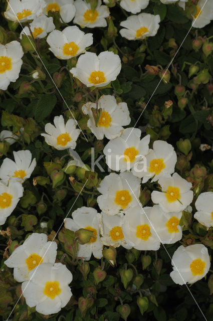 Zonneroosje (Cistus salviifolius)