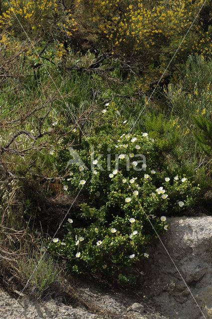 Sage-leaved Rockrose (Cistus salviifolius)