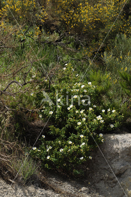 Zonneroosje (Cistus salviifolius)