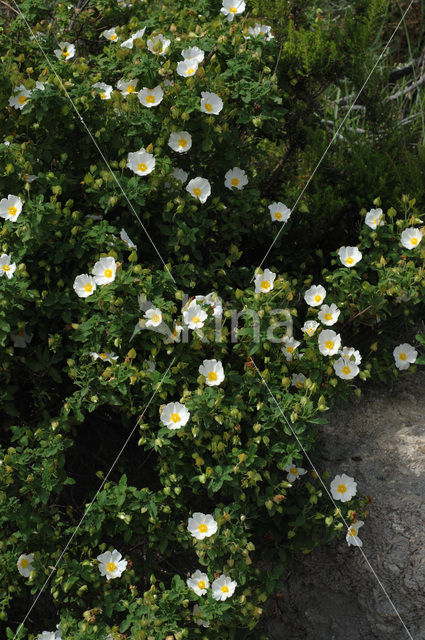 Sage-leaved Rockrose (Cistus salviifolius)