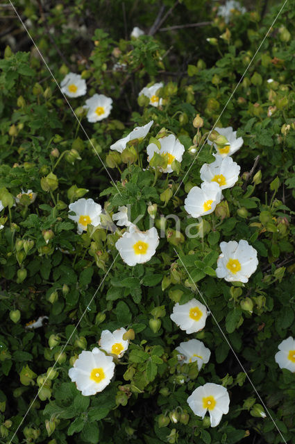 Sage-leaved Rockrose (Cistus salviifolius)