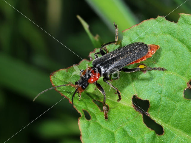 Zwart Soldaatje (Cantharis obscura)