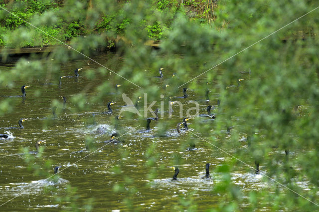 Great Cormorant (Phalacrocorax carbo)