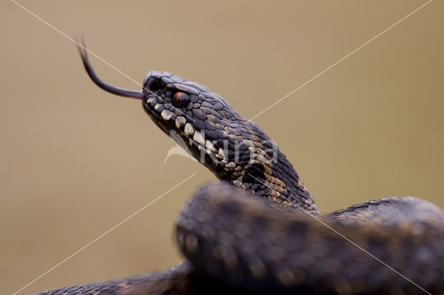 Common Viper (Vipera berus)