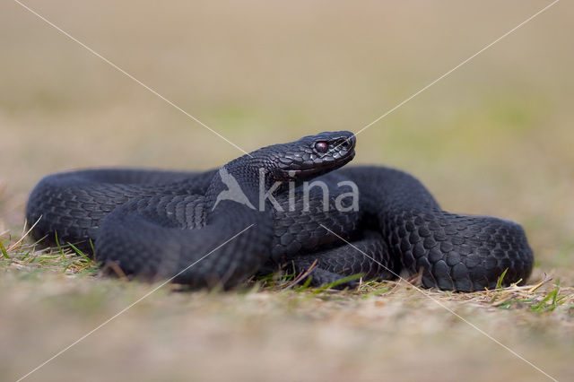 Adder (Vipera berus)