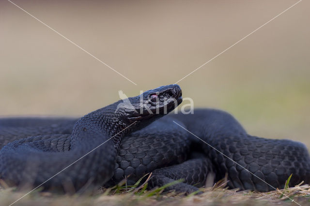 Adder (Vipera berus)