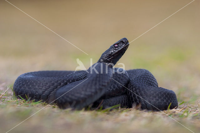 Adder (Vipera berus)