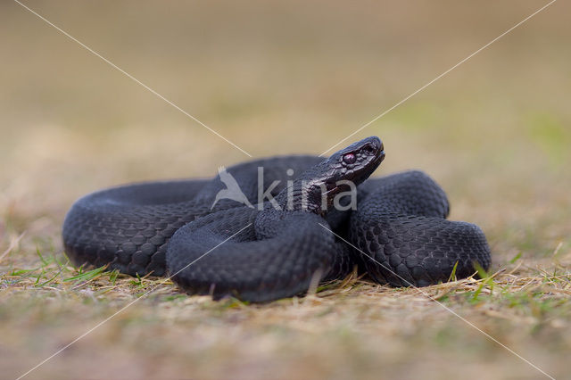 Common Viper (Vipera berus)