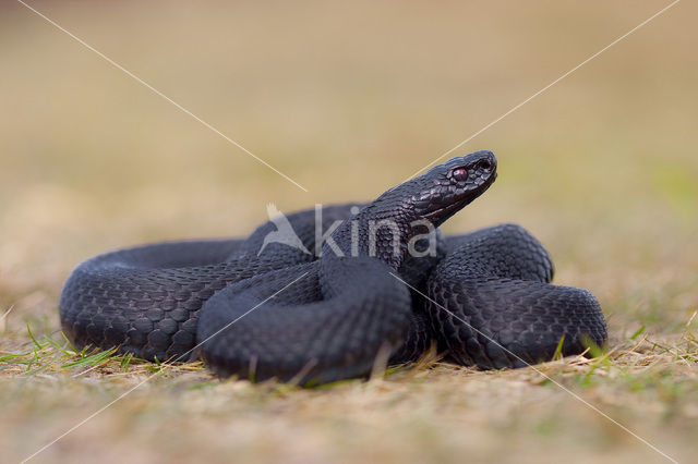 Common Viper (Vipera berus)